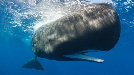 Ngư dân bất ngờ kiếm được 1,5 triệu USD từ bụng một con cá voi