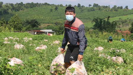 Một chủ vườn ở Đắk Nông tặng 60 tấn củ cải giúp bà con vùng dịch