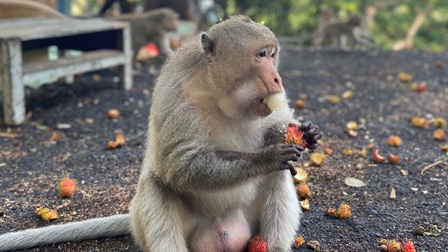 Đàn khỉ xuất hiện trên đường phố Vũng Tàu