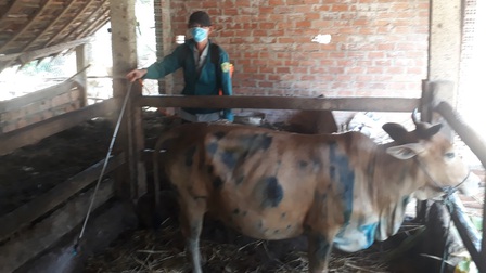 Bình Định công bố dịch viêm da nổi cục trên đàn gia súc cấp tỉnh
