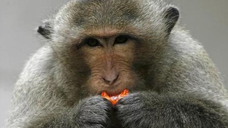 Trung Quốc ghi nhận ca đầu tiên tử vong vì nhiễm virus B từ khỉ
