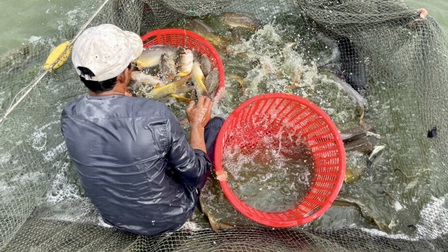 Bạc Liêu: Một nông dân tặng 10 tấn cá cho người dân gặp khó khăn do dịch bệnh COVID-19
