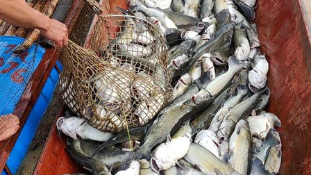 Sơn La: Cá lồng ở Phù Yên chết hàng loạt vì nước sông Đà đục ngầu bùn đất