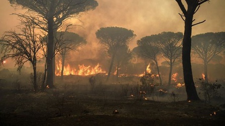 Pháp: Cháy rừng nghiêm trọng nhất trong 20 năm có nguy cơ lan rộng