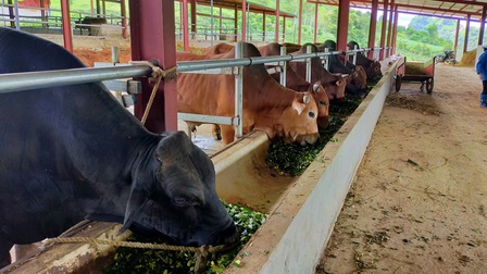 Sơn La: Mô hình trang trại nông nghiệp kết hợp điện áp mái bước đầu đem lại hiệu quả
