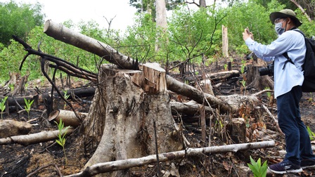 Phú Yên: Tạm đình chỉ công tác Phó Giám đốc Ban Quản lý rừng phòng hộ Sơn Hòa