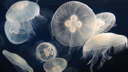 Phát hiện loài sứa nước ngọt hiếm thấy ở Trung Quốc
