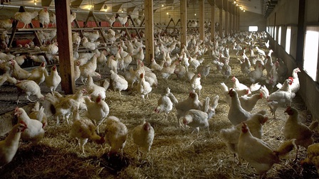 Phát hiện ổ dịch cúm gia cầm tại Hà Lan, tiêu hủy hơn 200.000 con gà