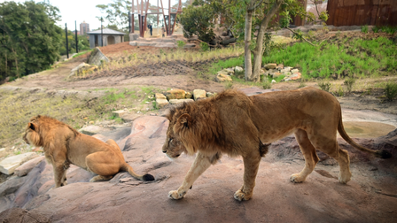 Australia: 5 con hổ thoát khỏi khu vực nuôi giữ trong vườn thú