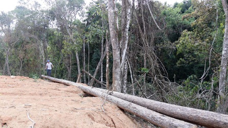 Cận cảnh rừng Quốc gia tại Đắk Lắk bị phá để làm đường khi chưa được phép