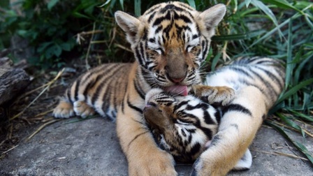 Vườn thú Ấn Độ chào đón 2 chú hổ Hoàng gia Bengal quý hiếm