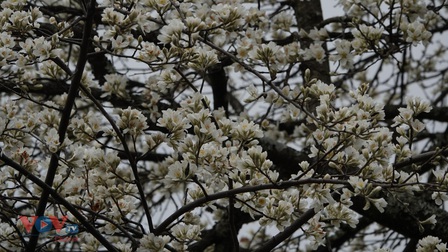 Bản Mông Mù Cang Chải đẹp như tranh trong mùa Sơn tra nở hoa 