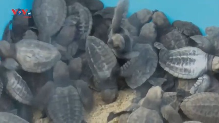 Ấn Độ: Thả 150 con rùa con ra biển