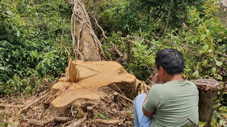 Lâm Đồng: Truy tìm đối tượng phá rừng để chiếm đất