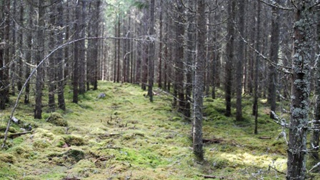 Lạc giữa rừng Thụy Điển