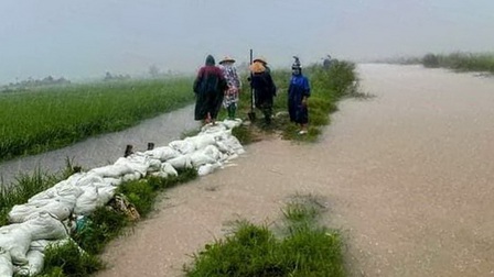 Miền Trung: Nhiều diện tích vụ Đông - Xuân bị thiệt hại sau đợt mưa lớn bất thường