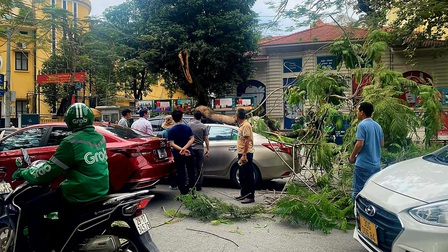 Hà Nội: Cây gãy đổ đè bẹp hai xe ô tô