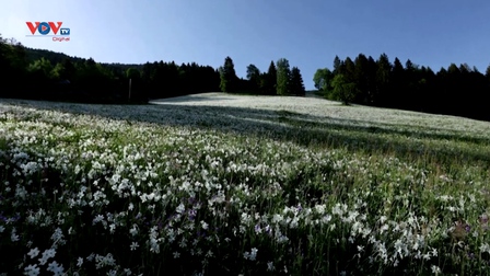 Cánh đồng hoa “tuyết tháng Năm” ở Thụy Sĩ