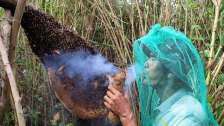 Trải nghiệm nghề 'ăn ong' truyền thống ở đất rừng U Minh hạ