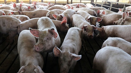 Việt Nam sản xuất thành công vaccine phòng bệnh tả lợn châu Phi