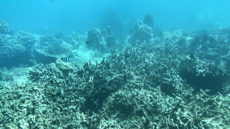 Rạn san hô ở vùng lõi Vịnh Nha Trang xơ xác vì san lấp lấn biển để xây dựng