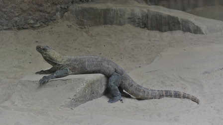 Indonesia giới hạn du khách thăm nơi ở của rồng Komodo