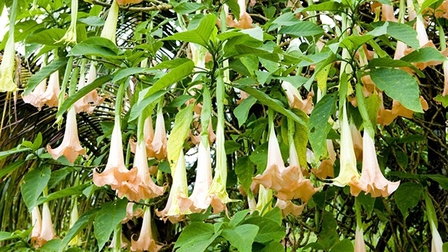 Bắc Kạn: 8 người ngộ độc do hái nhầm lá cây hoa Chuông để nấu canh