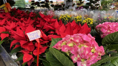Chợ hoa Xuân ở An Giang vẫn thưa thớt người mua