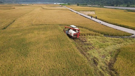 Lúa lai Trung Quốc lập kỷ lục thế giới về sản lượng