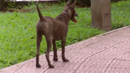 Bị chó nuôi cắn, một phụ nữ ở Điện Biên tử vong do bệnh dại