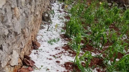Cao Bằng xuất hiện mưa đá gây thiệt hại cho cây trồng