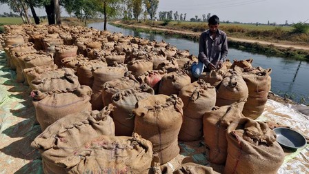 Khuyến nghị từ Cục Xuất nhập khẩu liên quan lệnh cấm xuất khẩu gạo của Ấn Độ