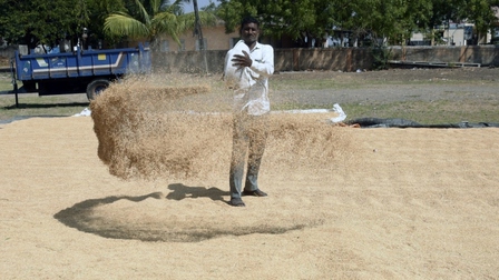 Ấn Độ cấm xuất khẩu gạo