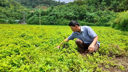 Thạch An (Cao Bằng): Định hướng phát triển nông nghiệp theo hướng bền vững