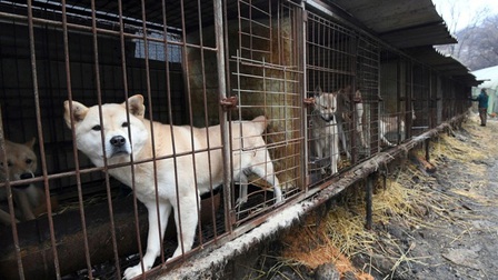 Hàn Quốc thông qua lệnh cấm tiêu thụ thịt chó