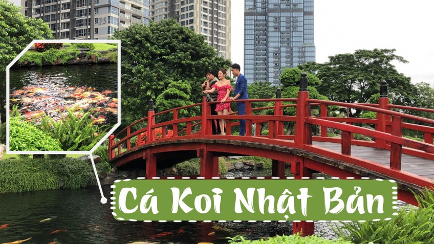 Cá Koi - Loài cá phong thủy mang lại may mắn