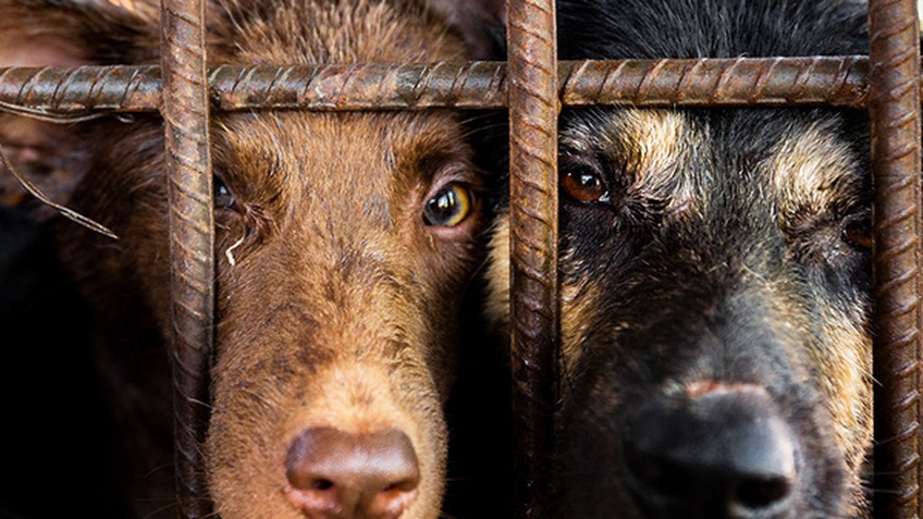 Một triệu chữ ký trên toàn thế giới yêu cầu chấm dứt nạn buôn bán thịt chó mèo ở Đông Nam Á