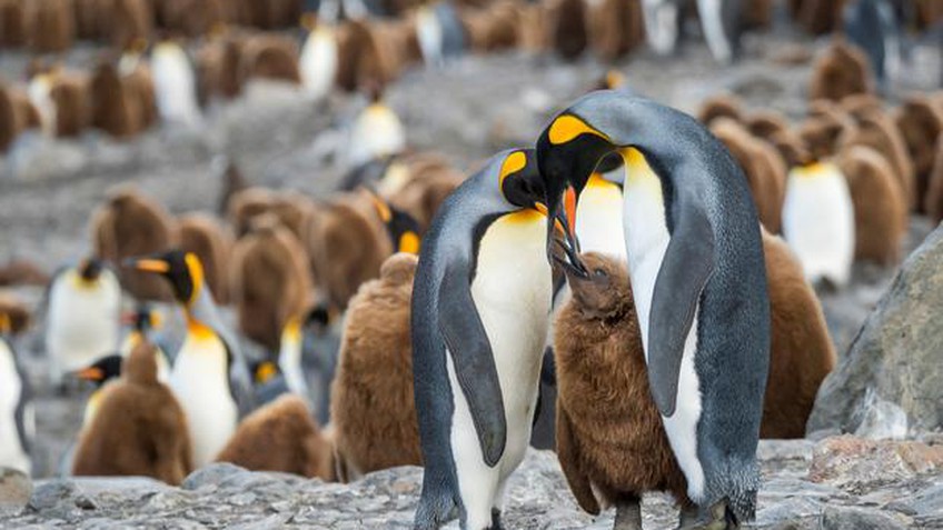 Tảng băng lớn nhất thế giới sắp va vào đảo cư ngụ của hàng triệu con chim cánh cụt