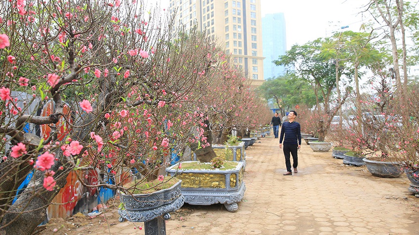 Nhiều loại hoa, cây cảnh giá "khủng" khoe sắc trên đường phố Hà Nội