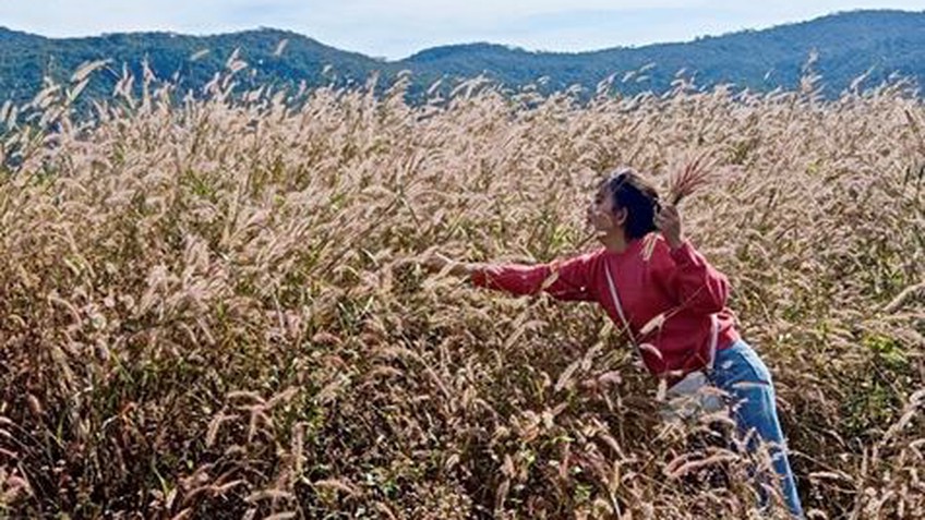 Cánh đồng cỏ lau làm say lòng khách đến Bình Thuận