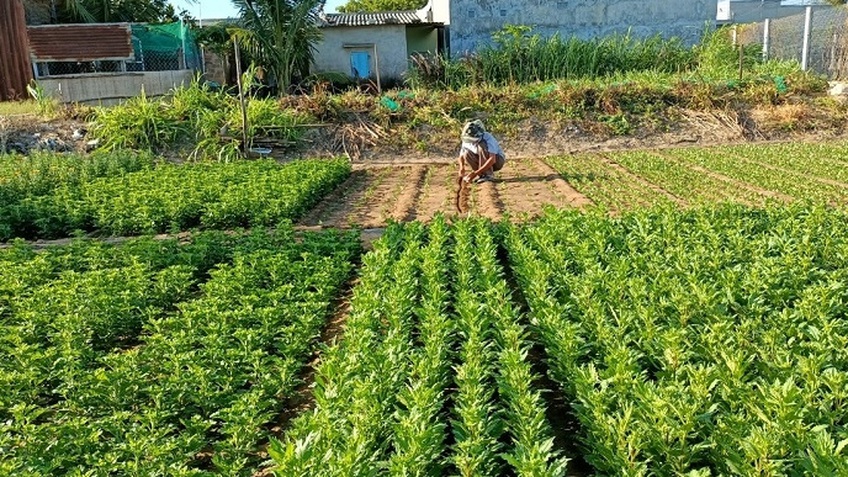 Nông dân trồng hoa, rau màu ở Ninh Thuận thấp thỏm lo 'đói' vụ Tết