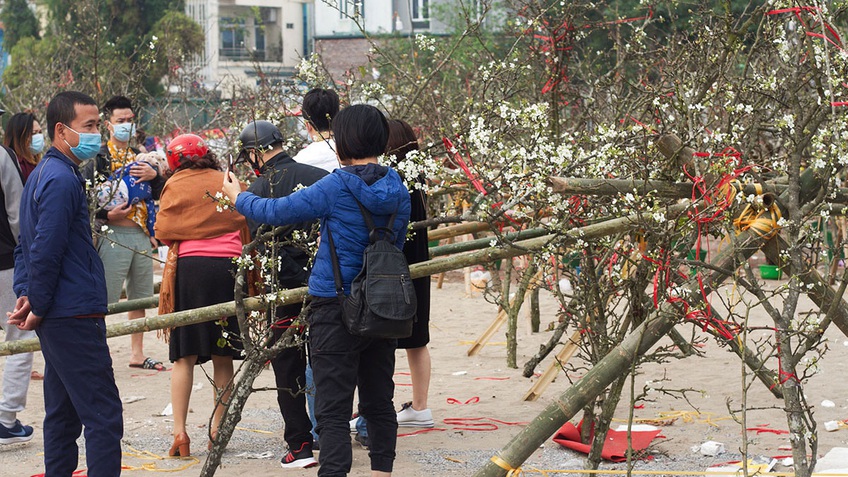 Hoa lê rừng đổ bộ xuống phố phục vụ người dân Thủ đô chơi Xuân