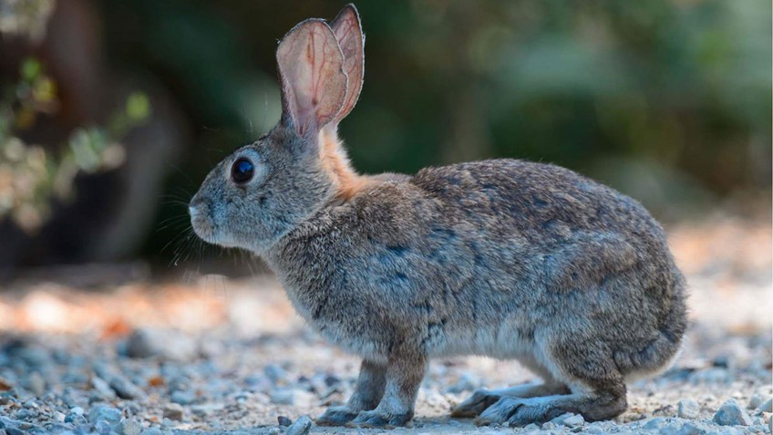 WHO: Loài thỏ và chồn có thể là động vật lây lan virus SARS-CoV-2 sang người