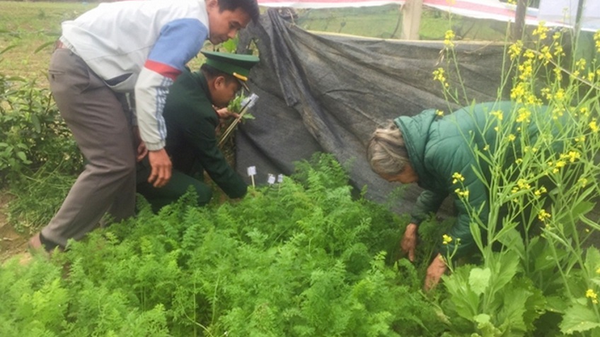 Trồng cây thuốc phiện trong vườn nhà để... nấu canh ăn hàng ngày