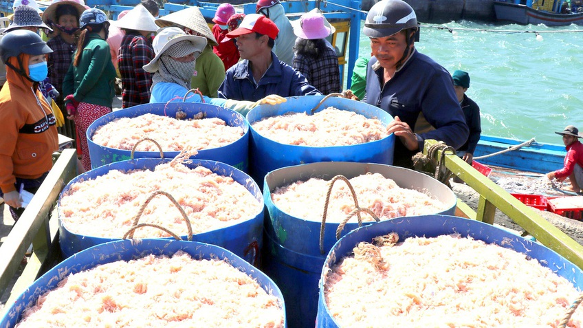 Phú Yên: Trúng ruốc biển, ngư dân bỏ túi tiền triệu mỗi ngày