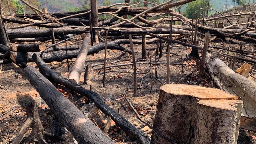 Đắk Lắk: Điều tra 2 vụ việc phá rừng nghiêm trọng