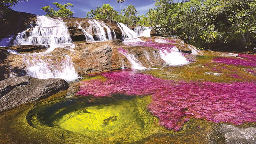 Cano Cristales - kỳ quan thiên nhiên của Colombia