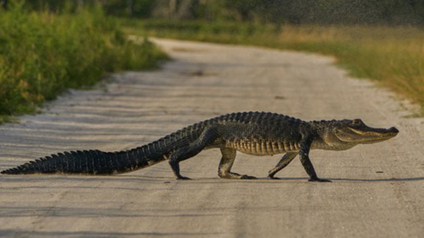 Cá sấu xuất hiện tràn lan ở Florida