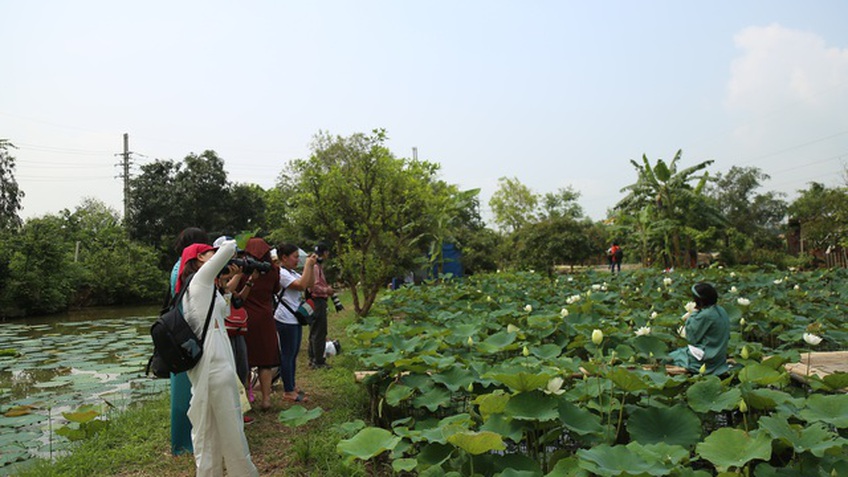 Hà Nội: Kiếm tiền triệu từ nghề trồng hoa sen trắng