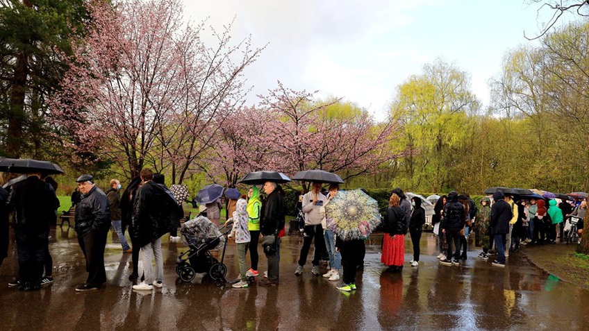 Người dân Moscow đội mưa tới công viên ngắm hoa anh đào đua nở 